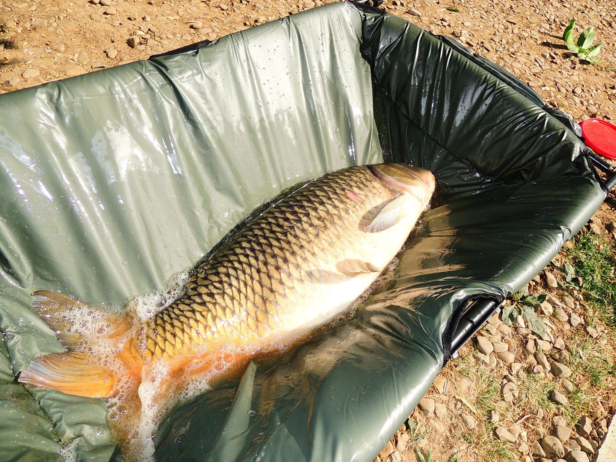 Tancabesti 14 - 16 iunie 2015 - dscn6738.JPG